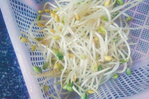 炒芽菜的做法图解3
