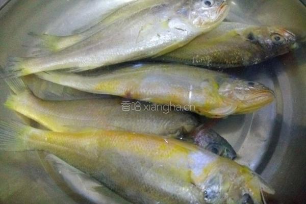 香煎黄花鱼的做法图解1