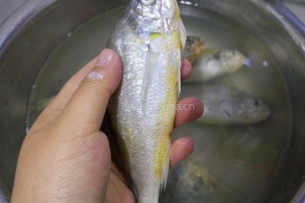 香煎黄花鱼的做法图解2