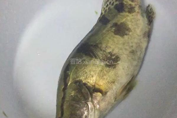 家常清蒸鳜鱼的做法图解1
