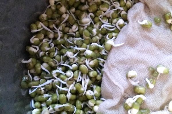 发绿豆芽的做法图解3