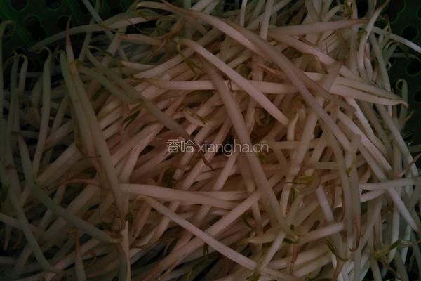 清炒豆芽的做法图解1
