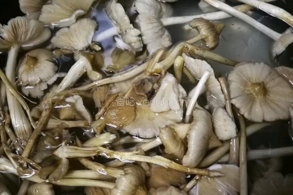 鸡枞油的做法图解1