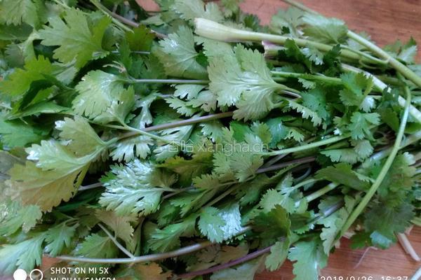 自腌咸香菜的做法图解3