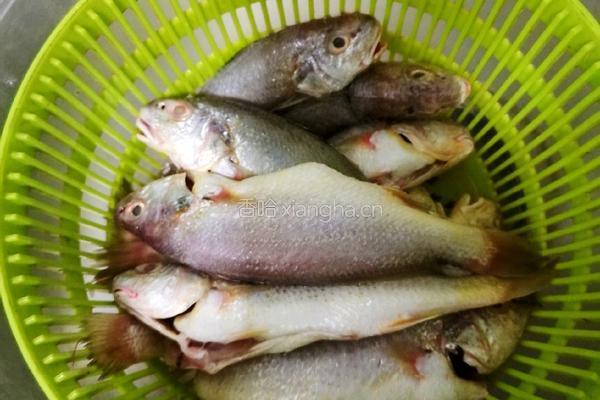 香烤小黄鱼的做法图解1