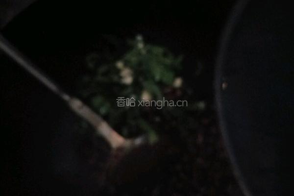 炒田螺的做法图解10