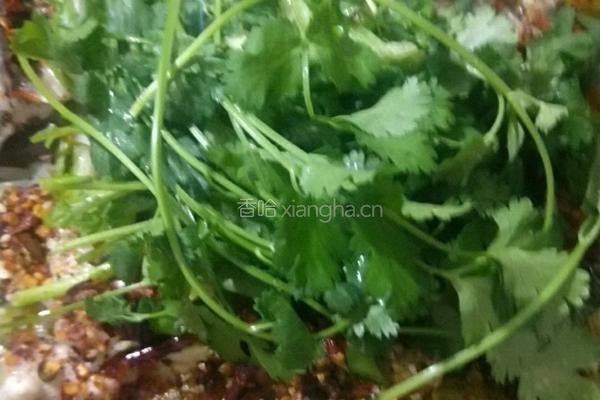 美味可口的酸菜鱼少不了自制泡菜的做法图解6