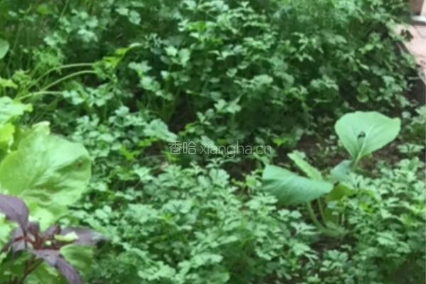 蒸芫荽的做法图解1