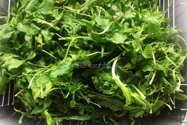 荠菜素饺子的做法图解1