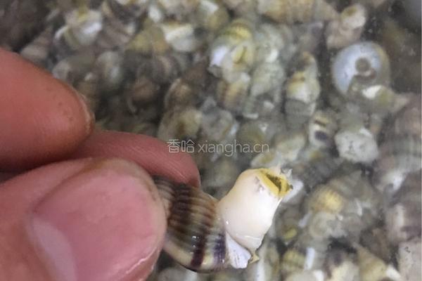 捞汁小海鲜配方揭秘的做法图解1