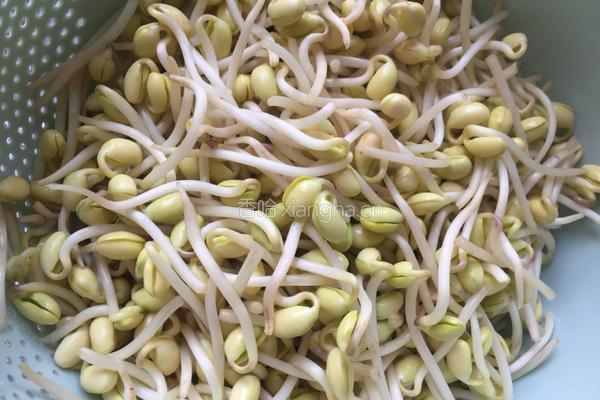 黄豆芽炒肉的做法图解3