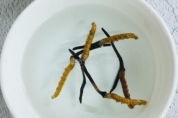 广东~虫草炖汤的做法图解2