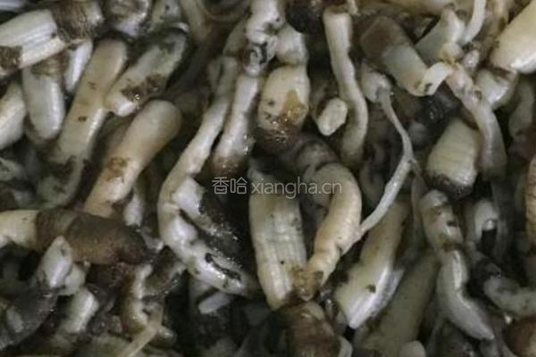 土笋冻的做法图解4