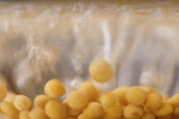 新西兰黄豆冬瓜排骨汤的做法图解2