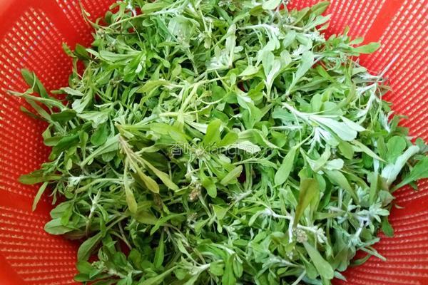 田艾糍的做法图解3