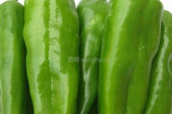 尖椒爆大肠的做法图解1