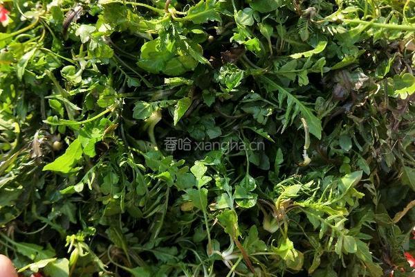 荠菜(野菜）春卷的做法图解1
