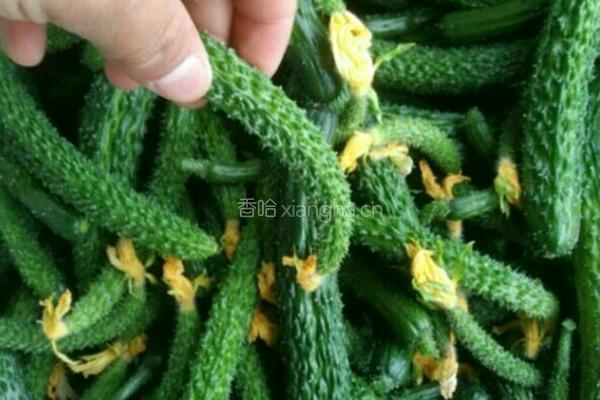自腌黄瓜小咸菜的做法图解1