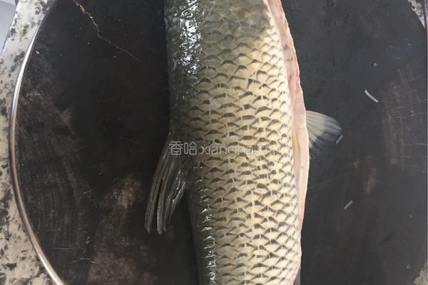 酸菜鱼的做法图解1