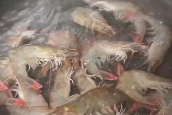 白灼明虾的做法图解2