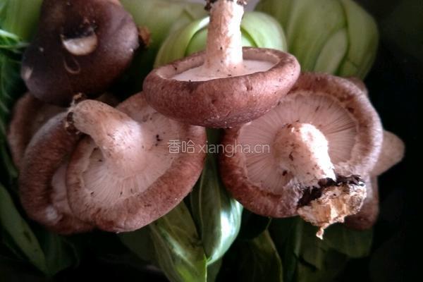青菜香菇猪肉包的做法图解2