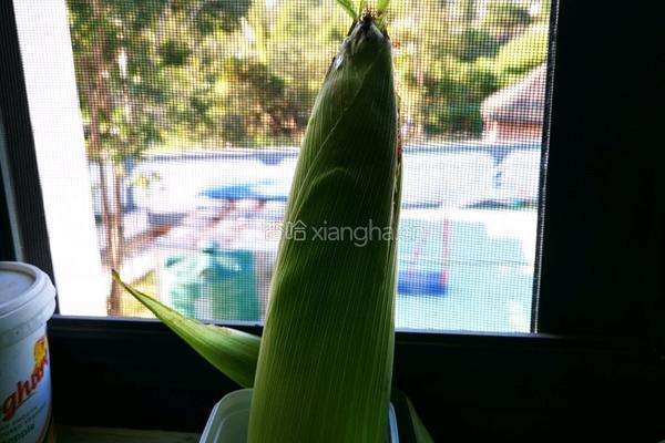 十分钟速食版之玉米碴子粥的做法图解1