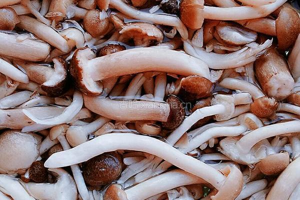 海鲜菇肉丝炒粉的做法图解1