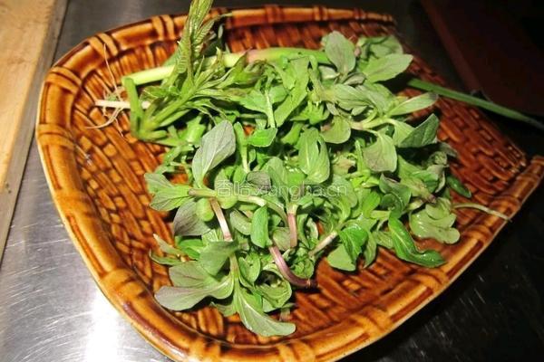 薄荷嘎丫面片的做法图解4