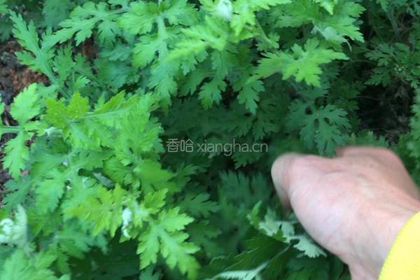 艾香茄子的做法图解1
