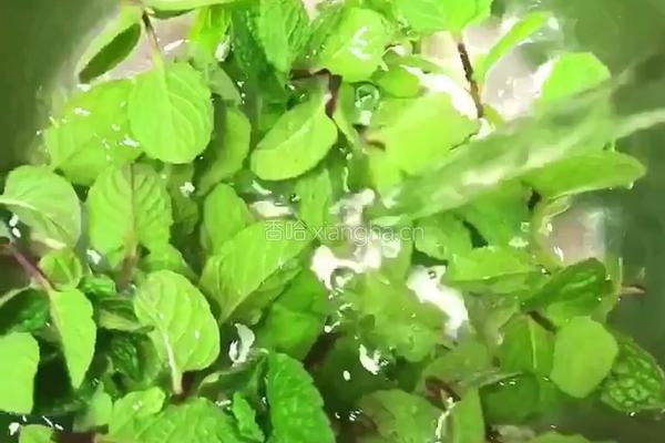 薄荷菠萝的做法图解5