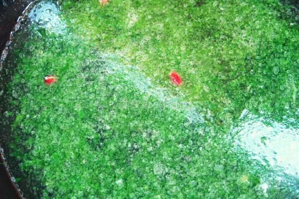 大虾菠菜蛋花汤的做法图解5