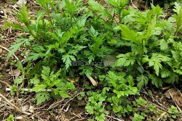 野菊花头蛋汤的做法图解1