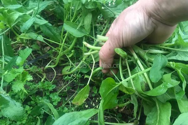 花生拌菠菜梗的做法图解1