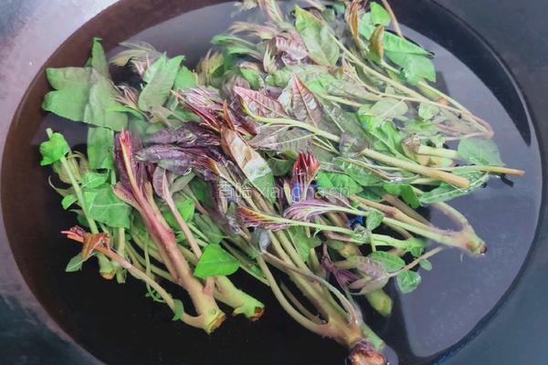 香椿豆腐汤的做法图解3