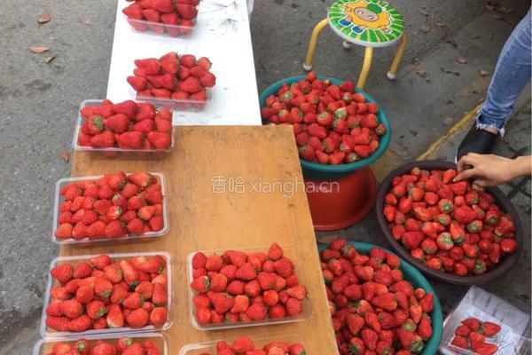 草莓酱的做法图解1