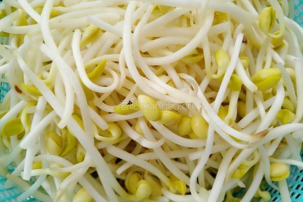 香辣黄豆芽的做法图解1