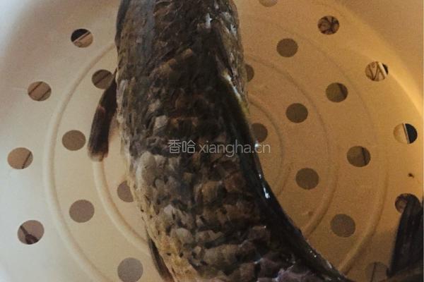 家菜泡椒鲫鱼的做法图解1