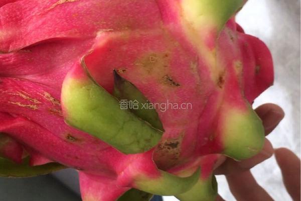 换装藕片/红色藕片/火龙果藕片的做法图解1