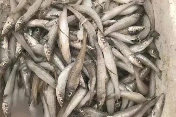 香酥沙丁鱼的做法图解1