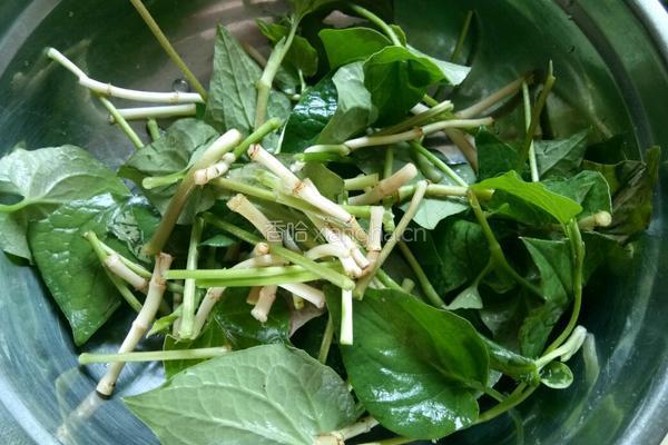 夏日轻 食凉拌折耳根 的做法图解2