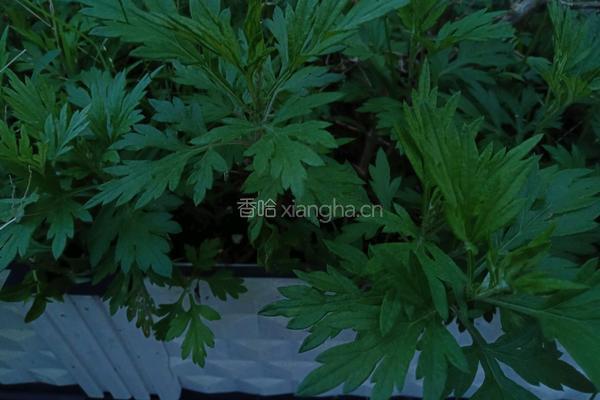 防感冒版艾叶蛋汤的做法图解1