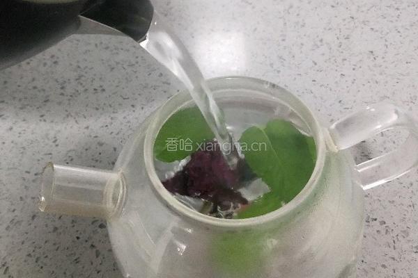 大玫瑰薄荷茶的做法图解8