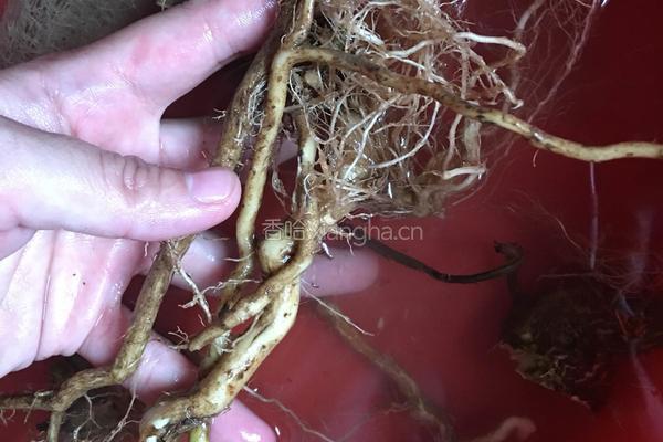 防风草炖老鸡的做法图解3
