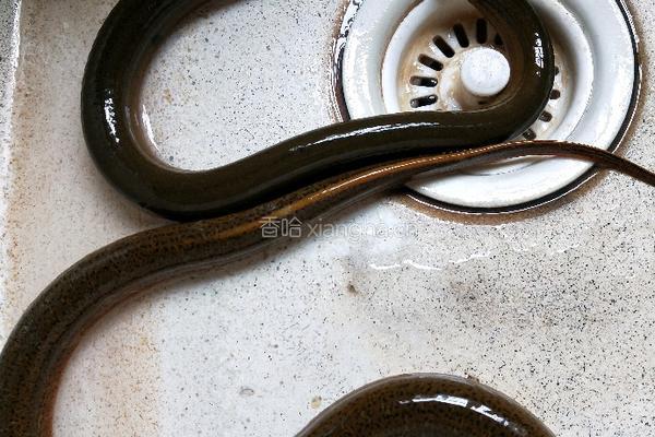 红烧黄鳝的做法图解1