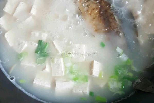 野生鲤鱼豆腐汤的做法图解11