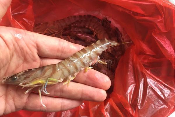 番茄斑节虾仁焗饭的做法图解1