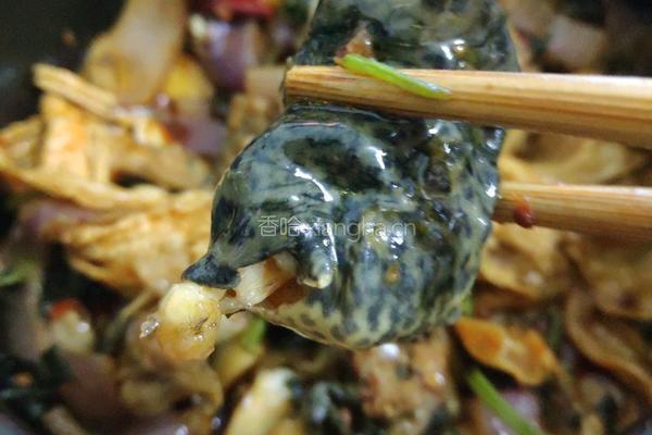 紫苏砂锅牛蛙（田鸡）的做法图解9