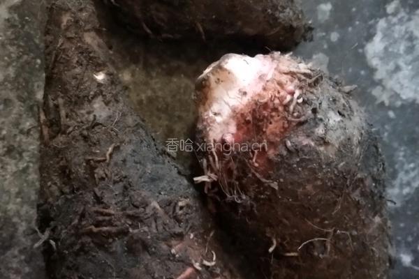 烤箱版糖炒芋头的做法图解1