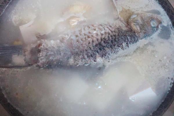 鲫鱼豆腐汤的做法图解4