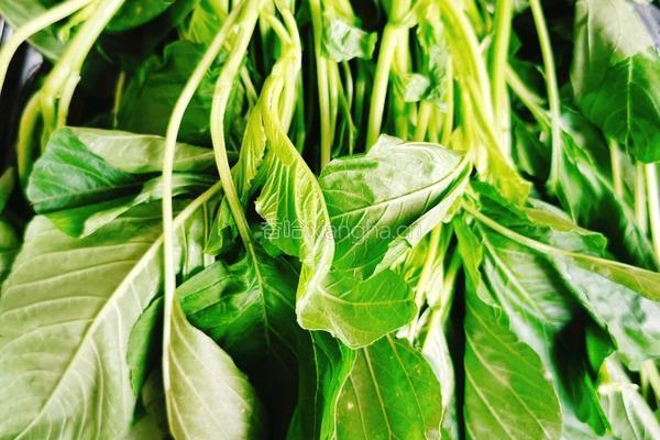 凉拌野菜的做法图解1